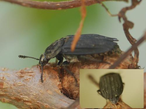 Thanatophilus sinuatus